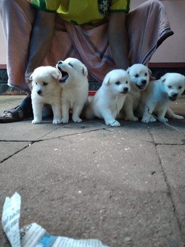 White Pomeranian puppies