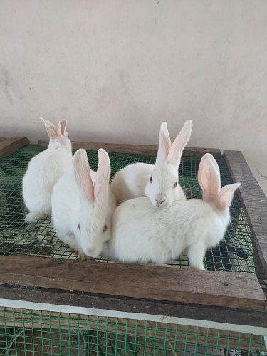 White rabbit for sale