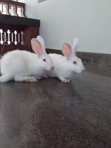 White rabbits