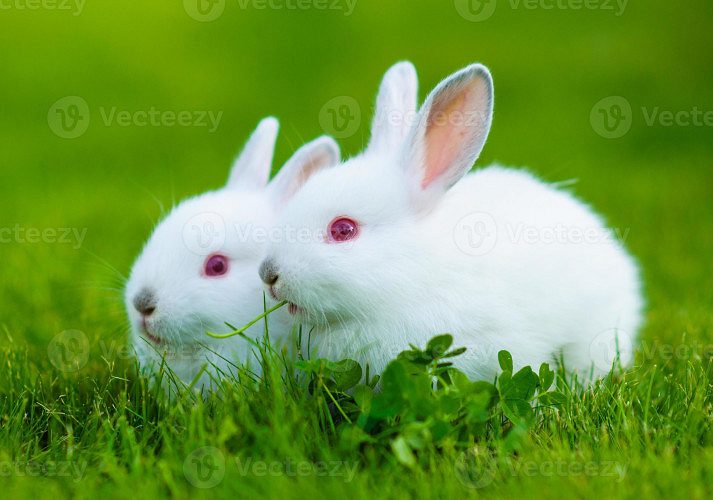 White red eyed rabbit