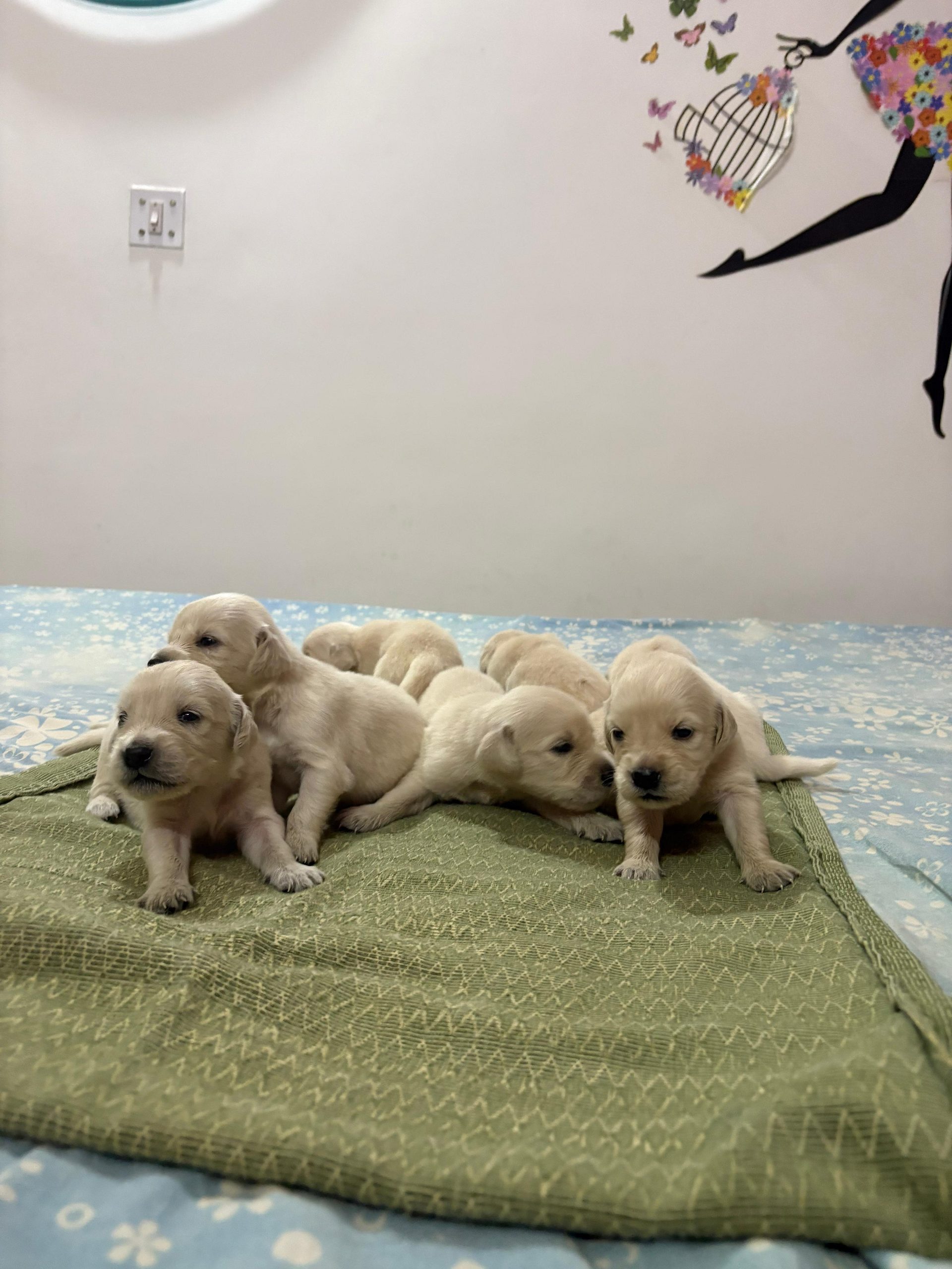 White Retriever Puppy