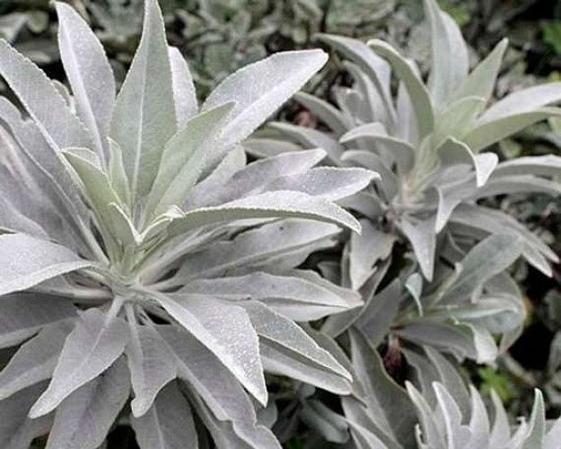 White Sage-Salvia apiana seeds for sale