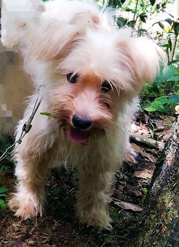 White terrier puppies