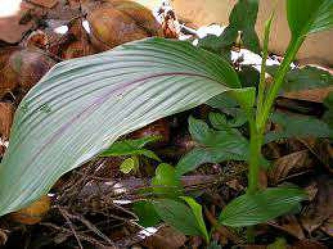 Wild Turmeric or Kasturi Manjal plants 