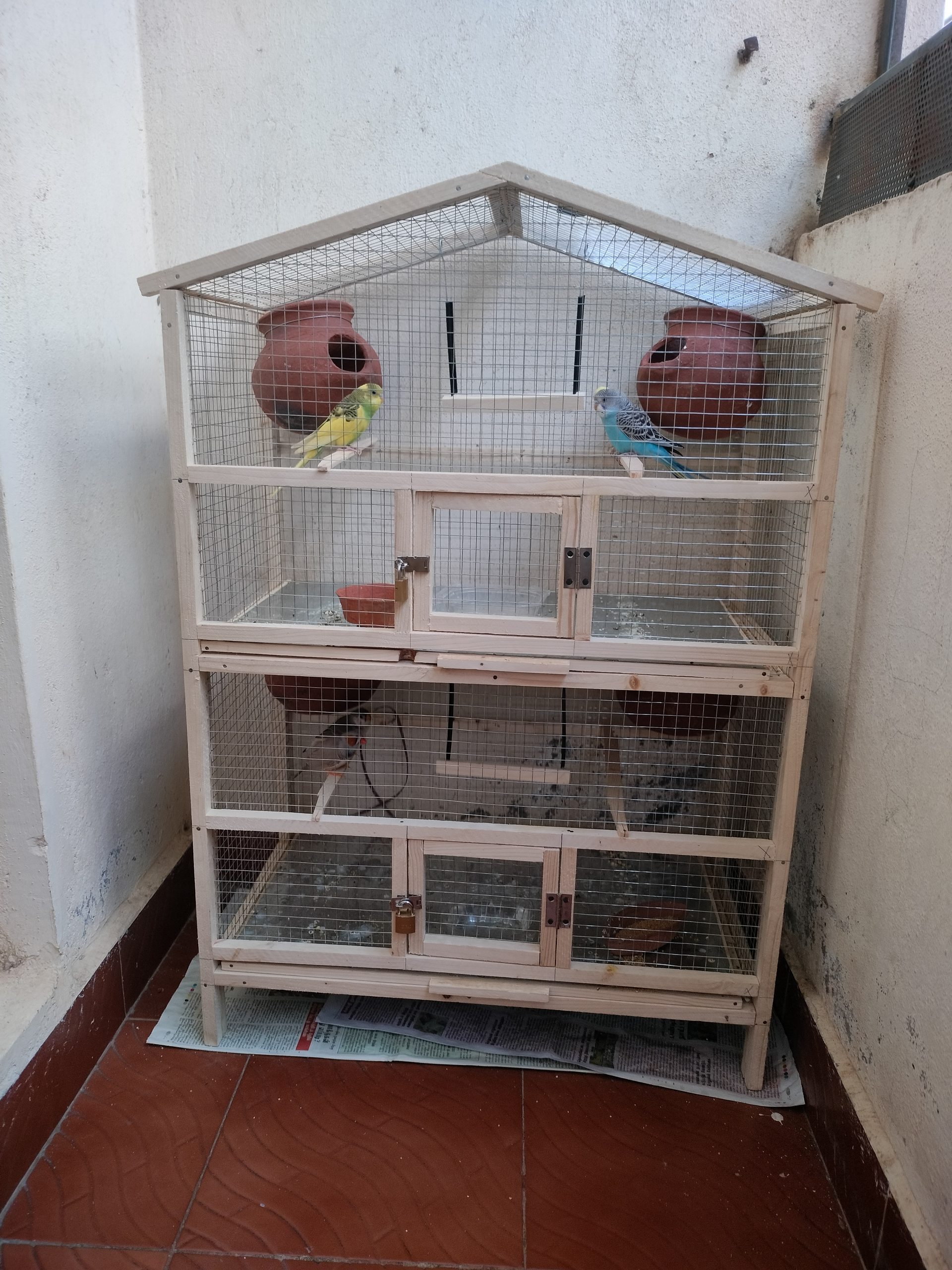 Wooden cage and birds for sale