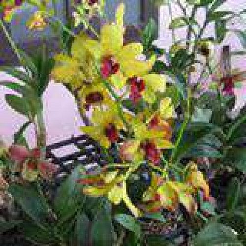 Yashas Agro & orchid 