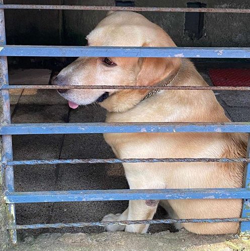 5 year labrador for sale