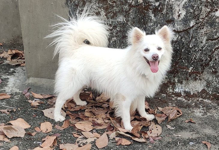 4 year Miniature Pomeraninan Dog
