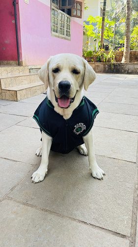1 year 9 month Labrador (female)