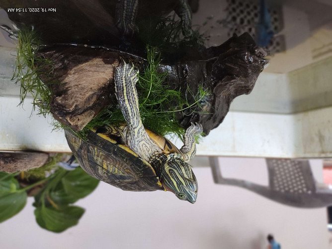 2 year old active male Red Eared Slider Turtle for sale at K