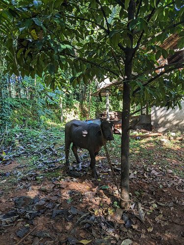 3 year Old Buffallos