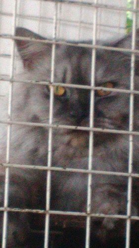 1 and 2 year old cats for sale