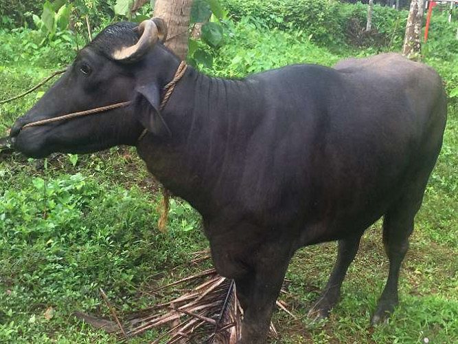 3 year old Female buffalo, Churali/Mora Eruma