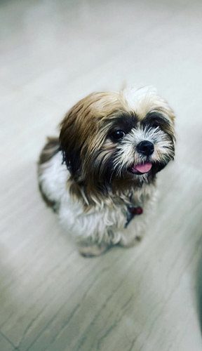 1 year old female Shih tzu dog