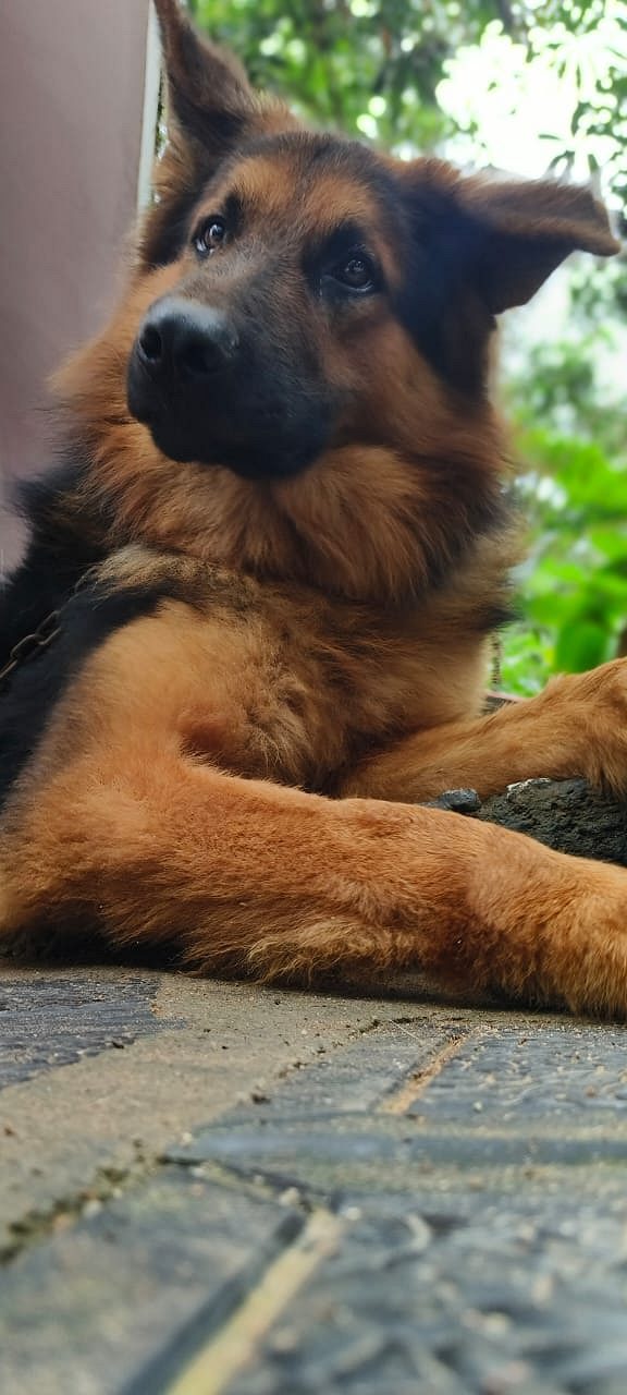 1 year old German shepherd puppy for sale