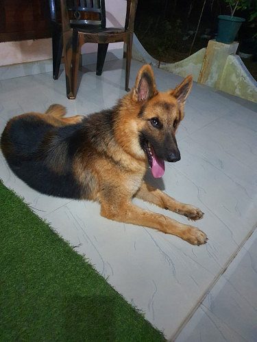 2 YEAR OLD GERMAN SHEPHERD FOR SALE