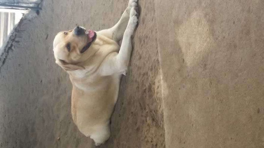  3 YEAR OLD LABRADOR 