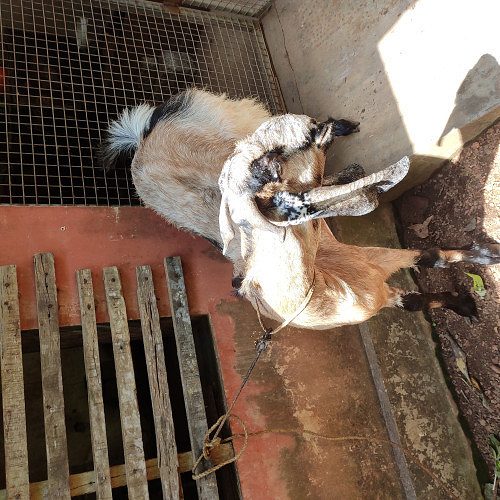 A 3 year old She goat and 8 month old he goat for sale