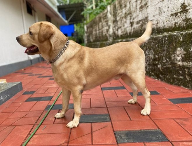 2 years old labrador retriever