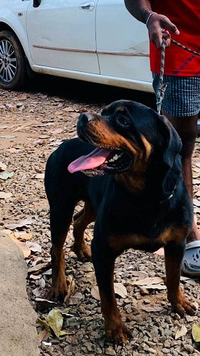 2 years old Rottweiler