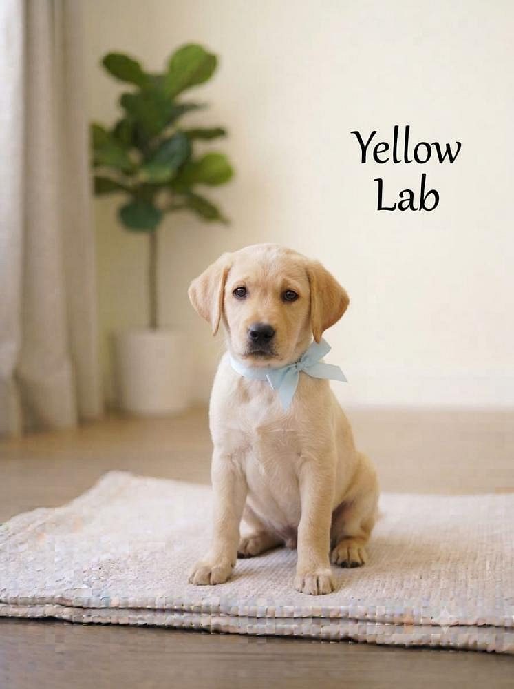 Yellow Lab 8800539300 Puppy