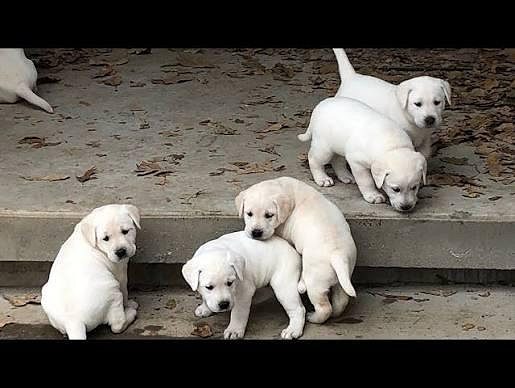 Yellow Lab Cute Puppy....8800539300