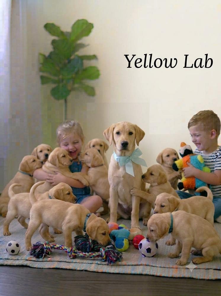 Yellow Lab Cute Dog 8800539300