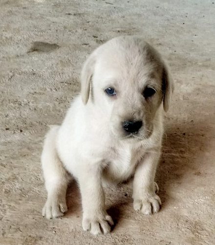 Yellow Male & Female Labrador Puppies available