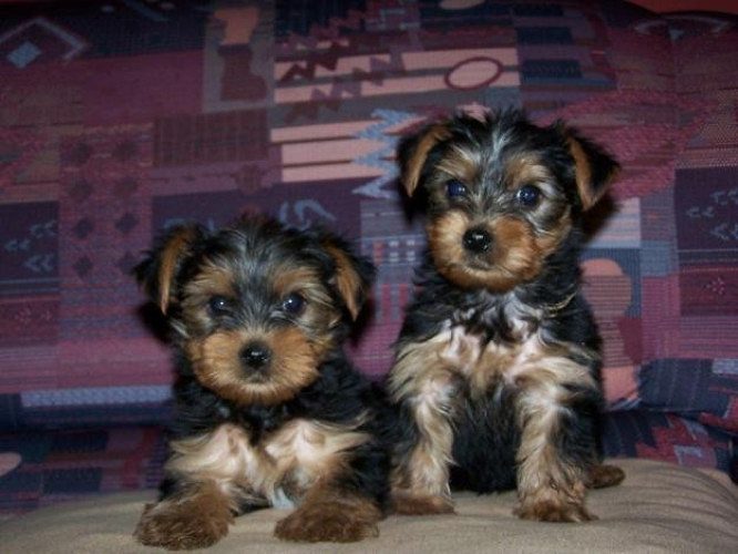 Yorkshire terrier