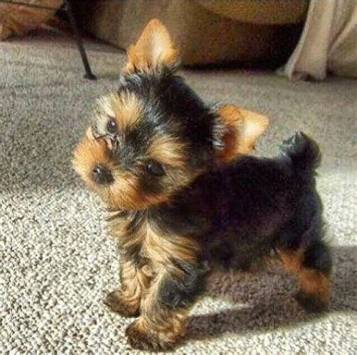 Yorkshire terrier
