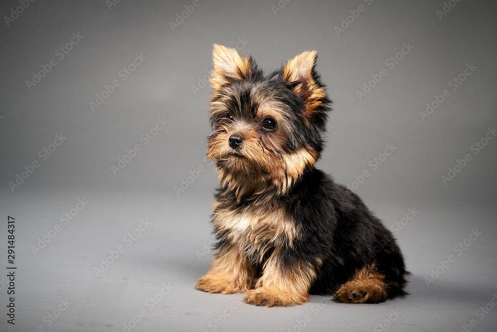 Yorkshire terrier puppies available
