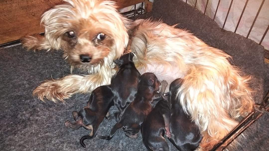 YorkshireTerrier Puppies For Sale TrustKennel