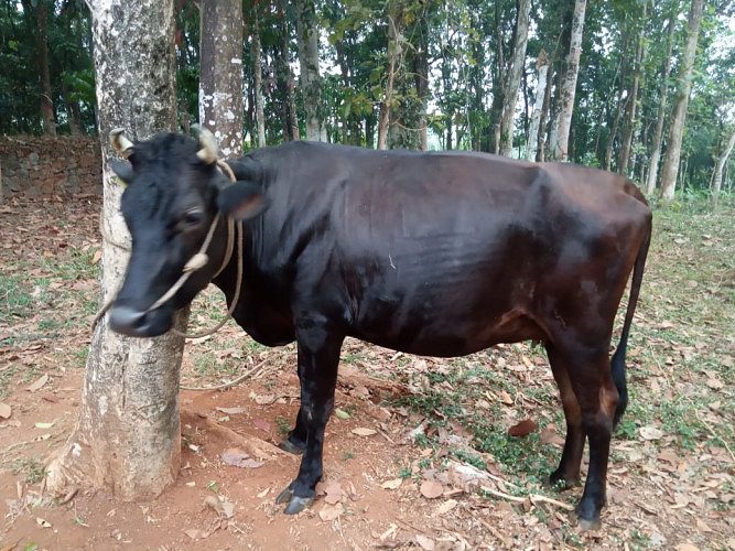 2.5 yr HF cow in first pregnancy ; Mother got 20L/day