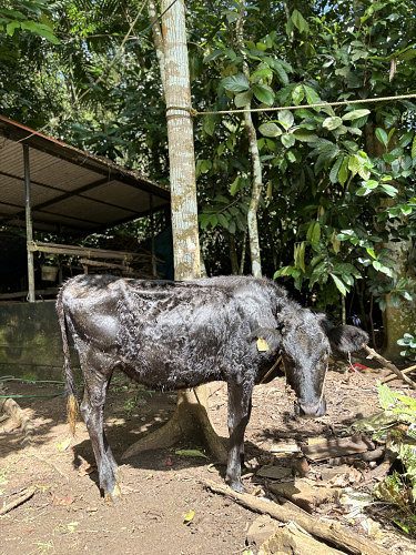 1.6 yrs old female cow for sale