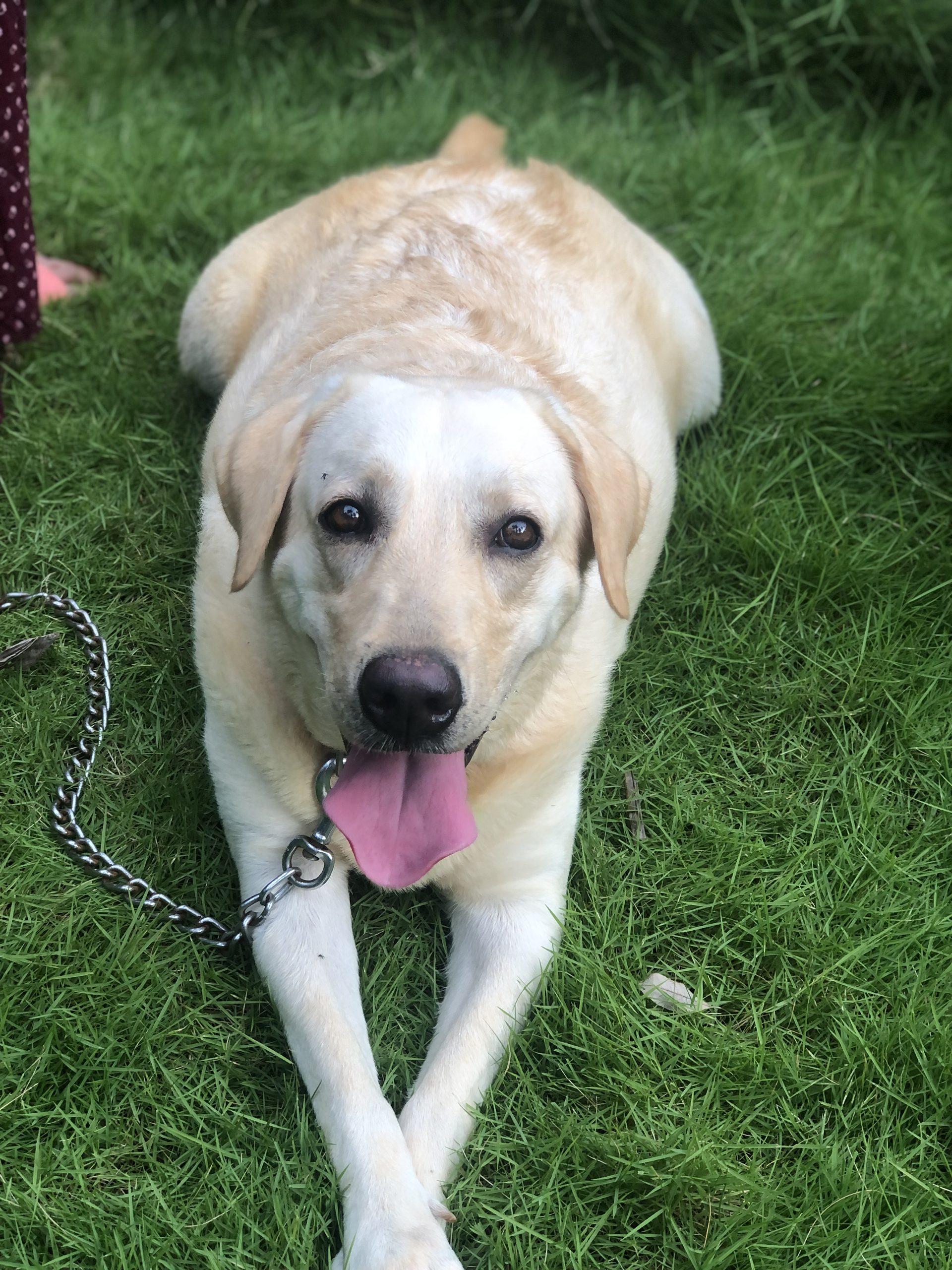 3 yrs old Female Labrador