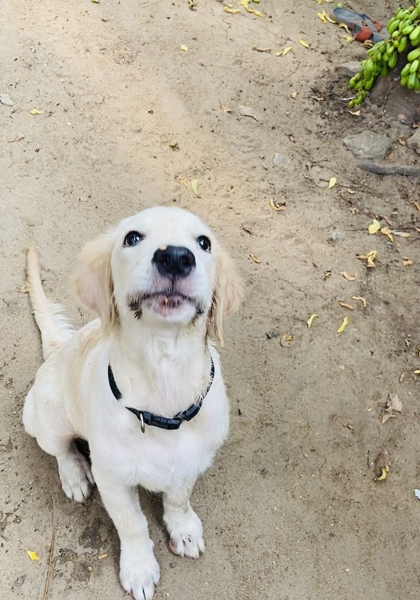 Zoey, the white retriever